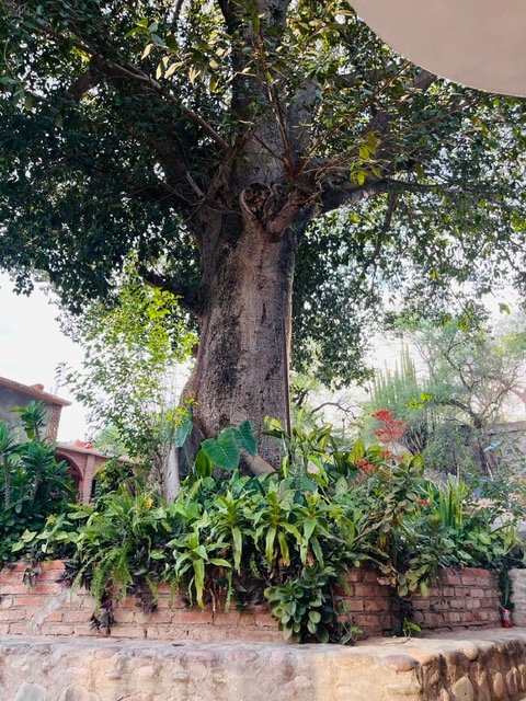Árbol de Paraíso Escondido